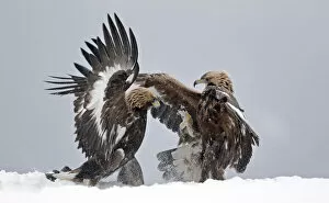 Golden eagle (Aquila chrysaetos), two juveniles fighting in snow. Norway. November