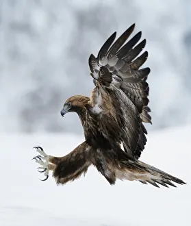 Golden Eagle (Aquila chrysaetos) coming in to land with claws spread. Kuusamo, Finland