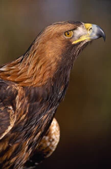 Eagles Gallery: Golden Eagle (Aquila chrysaetos) controlled, close-up of falconers bird, Southern Scotland