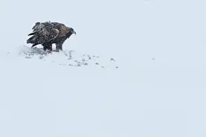 Accipitriformes Prints: Golden eagle (Aquila chrysaetos) feeding on a carrion in snow