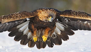 Aquila Chrysaetos Gallery: Golden Eagle (Aquila chrysaetos) in flight. Utajrvi, Finland. February