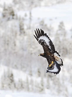 Aquila Chrysaetos Gallery: Golden eagle (Aquila chrysaetos) in flight, Flatanger, Norway, November 2008