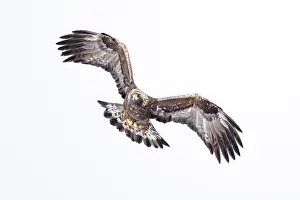 Aquila Prints: Golden eagle (Aquila chrysaetos) in flight, Alps, Switzerland. January