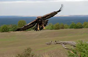 Aquila Prints: Golden eagle (Aquila chrysaetos) in flight