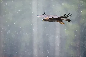 Golden eagle (Aquila chrysaetos) in flight through heavy snow, Czech Republic