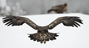 Golden Eagle (Aquila chrysaetos) in flight rear view, Kuusamo, Finland, February Golden Eagle (Aquila chrysaetos) in flight rear view, Kuusamo, Finland, February