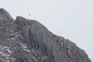 Summit Prints: Golden eagle (Aquila chrysaetos) in flight above rocky mountain top