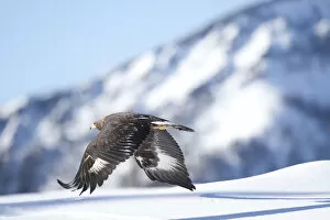 Aquila Chrysaetos Gallery: Golden eagle (Aquila chrysaetos) in flight over snow, Alps, Austria, controlled conditions