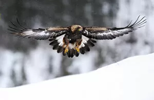 Aquila Chrysaetos Gallery: Golden eagle (Aquila chrysaetos) in flight over snow, Flatanger, Norway, November 2008