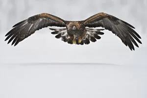 2019 July Highlights Collection: Golden eagle (Aquila chrysaetos) in flight over snow. Kalvtrask, Vasterbotten, Lapland, Sweden