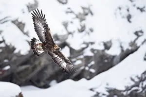 Aquila Prints: Golden eagle (Aquila chrysaetos) in flight with snow-covered mountainside in background