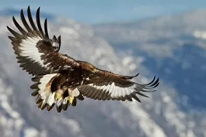Snow Collection: Golden Eagle (Aquila chrysaetos) juvenile in flight, Norway, November