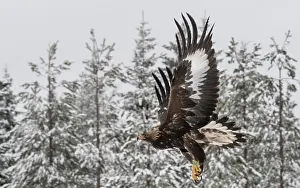 Aquila Prints: Golden eagle (Aquila chrysaetos) juvenile in flight through snowy forest