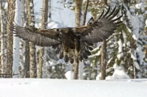 Golden eagle (Aquila chrysaetos) about to land on snow, Oulanka NP, Finland, February