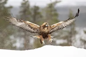 Aquila Prints: Golden eagle (Aquila chrysaetos) landing on snow, Finland. March