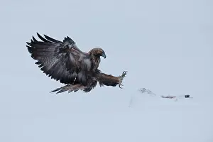 Accipitriformes Prints: Golden eagle (Aquila chrysaetos) landing on snow, Oulanka National Park, Finland. January