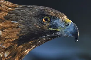 Sweden Prints: Golden eagle (Aquila chrysaetos) male head portrait, Kalvtrask, Vasterbotten, Sweden