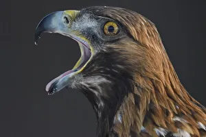 Sweden Prints: Golden eagle (Aquila chrysaetos) male head portrait beak open calling, Kalvtrask