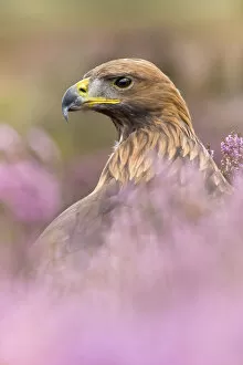 Golden eagle (Aquila chrysaetos) male in heather. Captive, UK