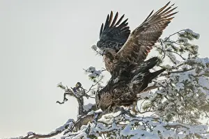 Copulation Prints: Golden eagle (Aquila chrysaetos) pair mating in snowy tree, Finland, February