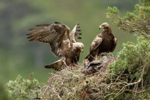 Golden eagle (Aquila chrysaetos) pair at nest in pine tree, Glen Tanar Estate, Cairngorms