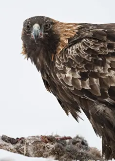 Perching Prints: Golden eagle (Aquila chrysaetos) perched on carcass and looking around, Finland, February