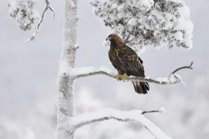 Accipitriformes Prints: Golden eagle (Aquila chrysaetos) perched in snow covered tree. Kalvtrask, Vasterbotten