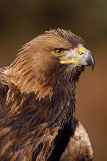 Golden eagle (Aquila chrysaetos) portrait, falconers bird (controlled) Southern Scotland