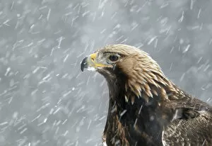 Golden Eagle (Aquila chrysaetos) portrait in snow, Utajarvi, Finland February