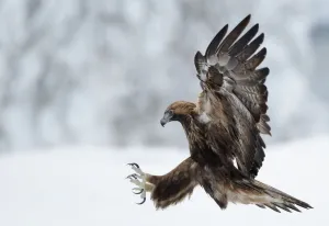 Golden Eagle (Aquila chrysaetos) pouncing in flight with claws brandished. Kuusamo