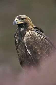 Golden eagle {Aquila chrysaetos} Scotland