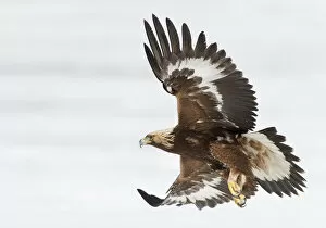 Golden eagle (Aquila chrysaetos) Sodankyla, Lokka, Finland, April