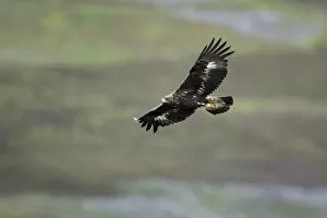 Juveniles Gallery: Golden eagle (Aquila chrysaetos) sub-adult flying, Strathdearn, Inverness-shire, Scotland