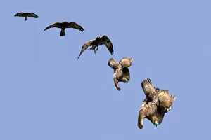 Eagles Gallery: Golden Eagle (Aquila chrysaetos) swooping. The sequence of folding wings to gain speed