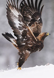 Aquila Chrysaetos Gallery: Golden eagle (Aquila chrysaetos) taking off, Flatanger, Norway, November 2008