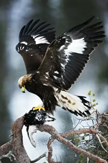 Wings Gallery: Golden eagle (Aquila chrysaetos) in tree with dead bird, wings out stretched, Flatanger