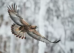 Aquila Chrysaetos Gallery: Golden eagle (Aquila chrysaetus) Kuusamo, Finland, January