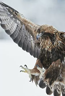 2018 August Highlights Collection: Golden eagle (Aquila chrysaetus) landing, Kuusamo, Finland, January