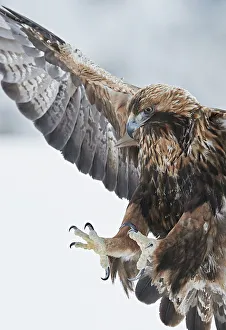 2018 August Highlights Collection: Golden eagle (Aquila chrysaetus) landing, Kuusamo, Finland, January