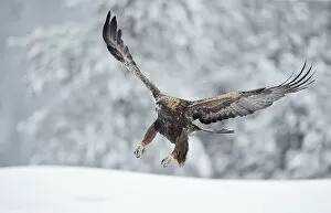 Images Dated 15th December 2019: Golden eagle (Aquila chrysaetus) landing in snow, Kuusamo, Finland, December