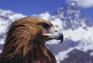 Golden eagle head portrait {Aquila chrysaetos} powerful hook bill, Switzerland