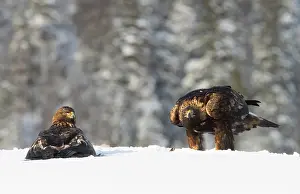 Rear View Prints: Golden eagles (Aquila chrysaetos) pair, in snow, Norway. February