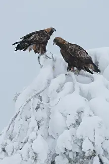 Accipitriformes Prints: Two Golden eagles (Aquila chrysaetos) perched in top of snow-covered tree