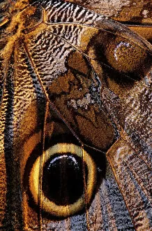 Abstracts Gallery: Golden-edged owl-butterfly (Caligo uranus), butterfly captured for the collectors market