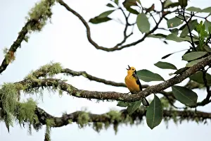 Warbler Prints: Golden-fronted whitefront (Myioborus ornatus) perched on branch in cloud forest singing