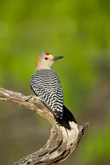 Images Dated 17th March 2011: Golden-fronted woodpecker (Melanerpes aurifrons), male, Cozad Ranch, Rio Grande Valley