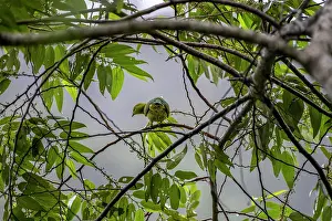 Fiji Prints: Golden fruit dove (Ptilinopus luteovirens) female