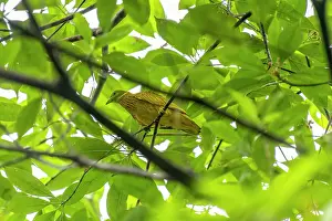 Fiji Prints: Golden fruit dove (Ptilinopus luteovirens) male