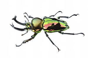 Golden green stag beetle (Lamprima sp.), adult male with big mandibles and a shiny