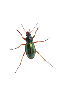 Beetles Prints: Golden ground beetle (Carabus auratus) Queyras Natural Park, France, May 2009